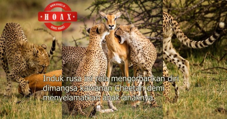 Detail Gambar Rusa Dan Harimau Nomer 37