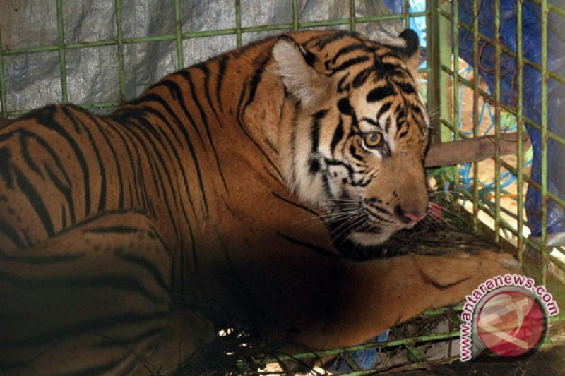 Download Gambar Rusa Dan Harimau Nomer 45