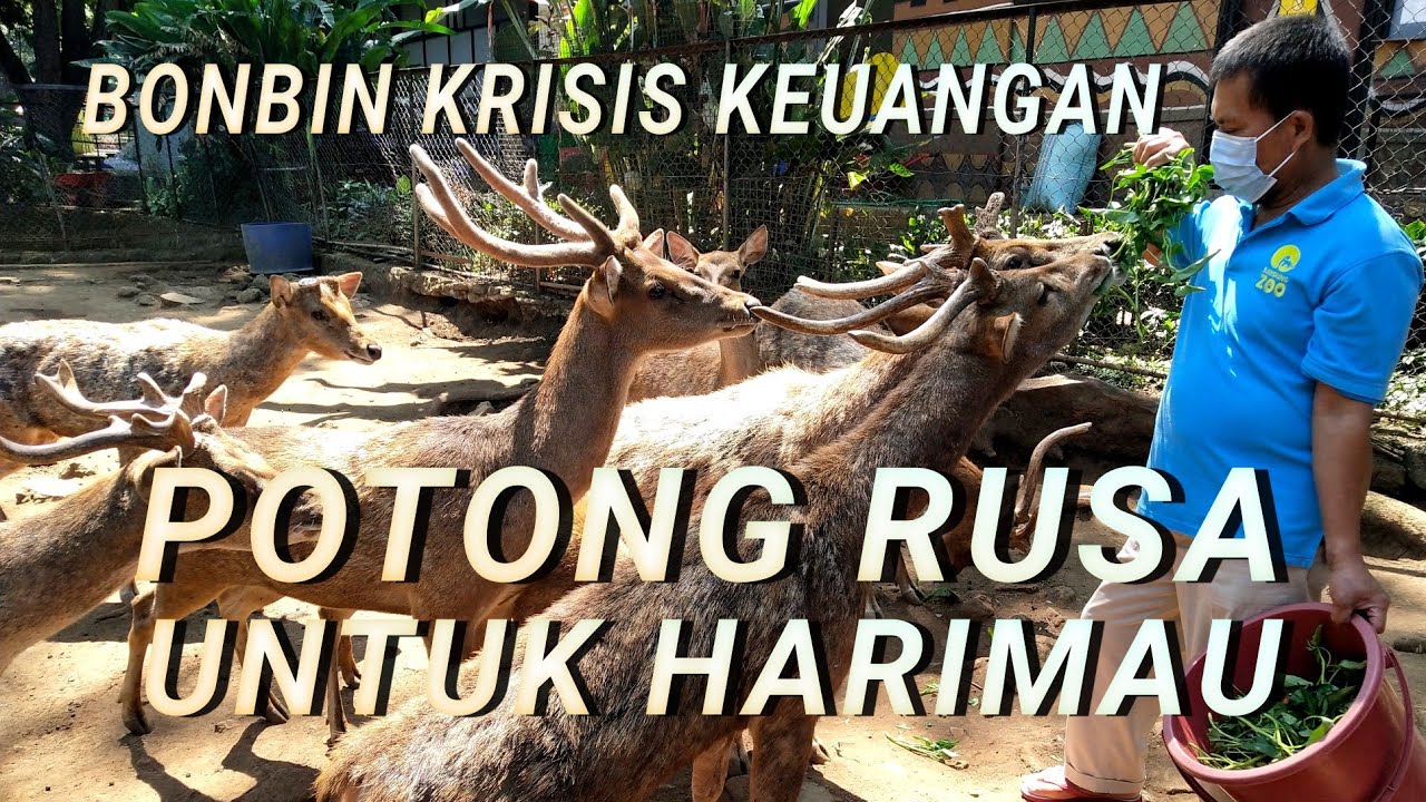 Detail Gambar Rusa Dan Harimau Nomer 49