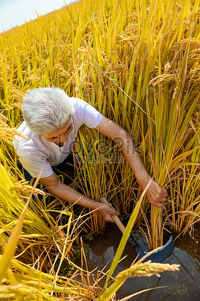 Detail Gambar Sabit Petani Nomer 37