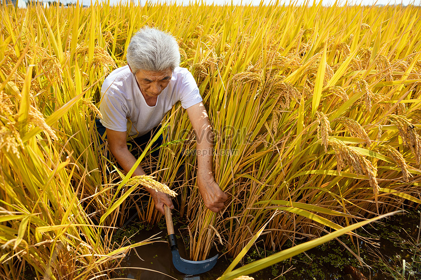 Detail Gambar Sabit Petani Nomer 52