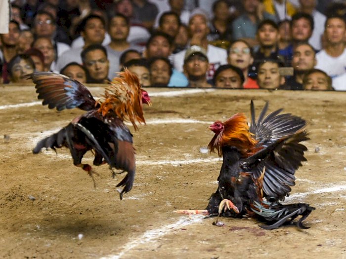 Detail Gambar Sabung Ayam Nomer 21