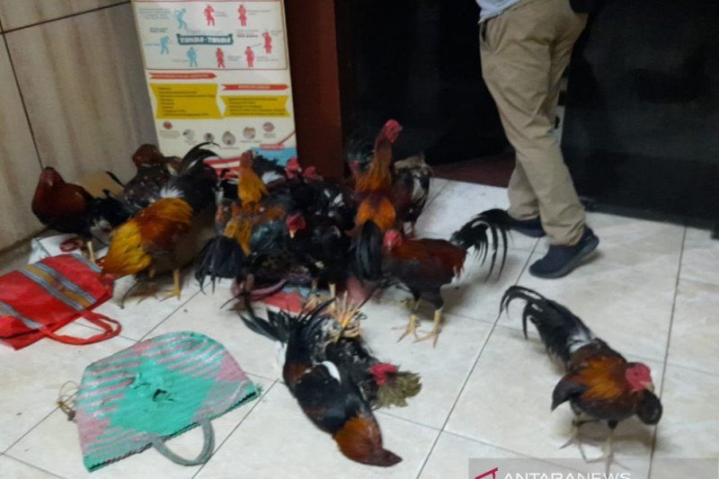 Detail Gambar Sabung Ayam Nomer 26