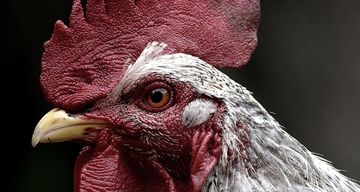 Download Gambar Sabung Ayam Nomer 50