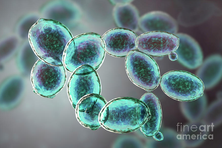 Detail Gambar Saccharomyces Cerevisiae Nomer 11