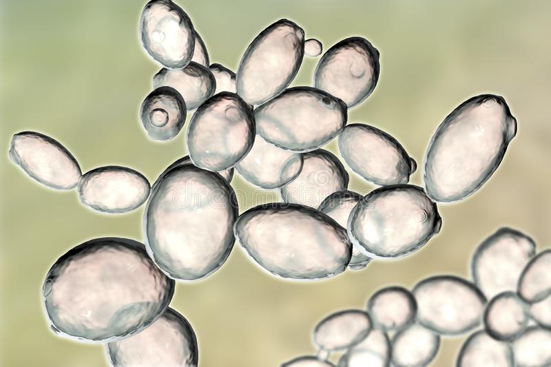 Detail Gambar Saccharomyces Cerevisiae Nomer 14