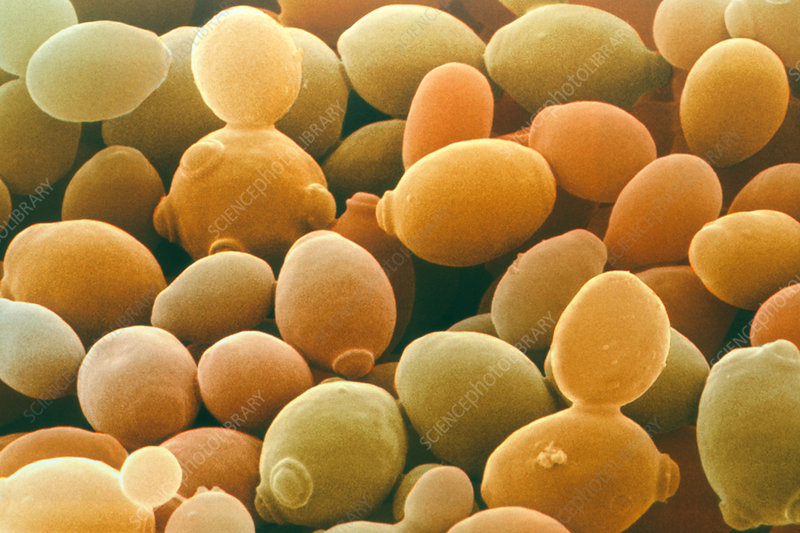 Detail Gambar Saccharomyces Cerevisiae Nomer 15