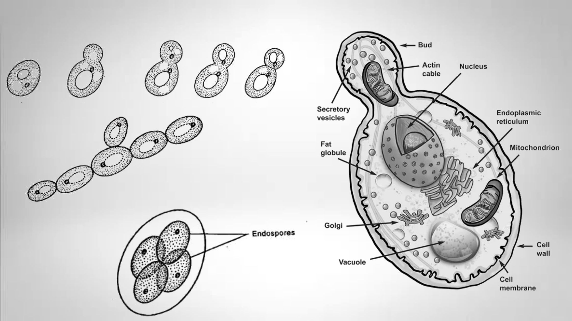 Detail Gambar Saccharomyces Cerevisiae Nomer 25