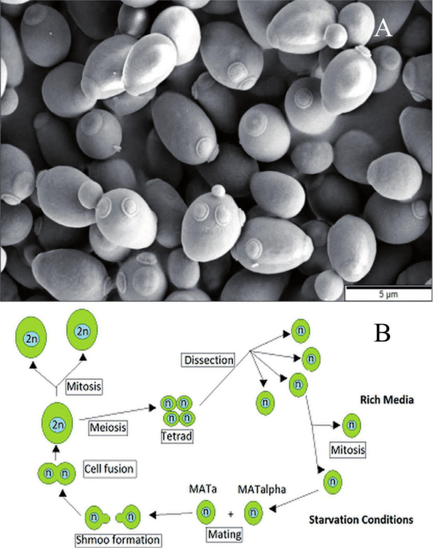 Detail Gambar Saccharomyces Cerevisiae Nomer 5