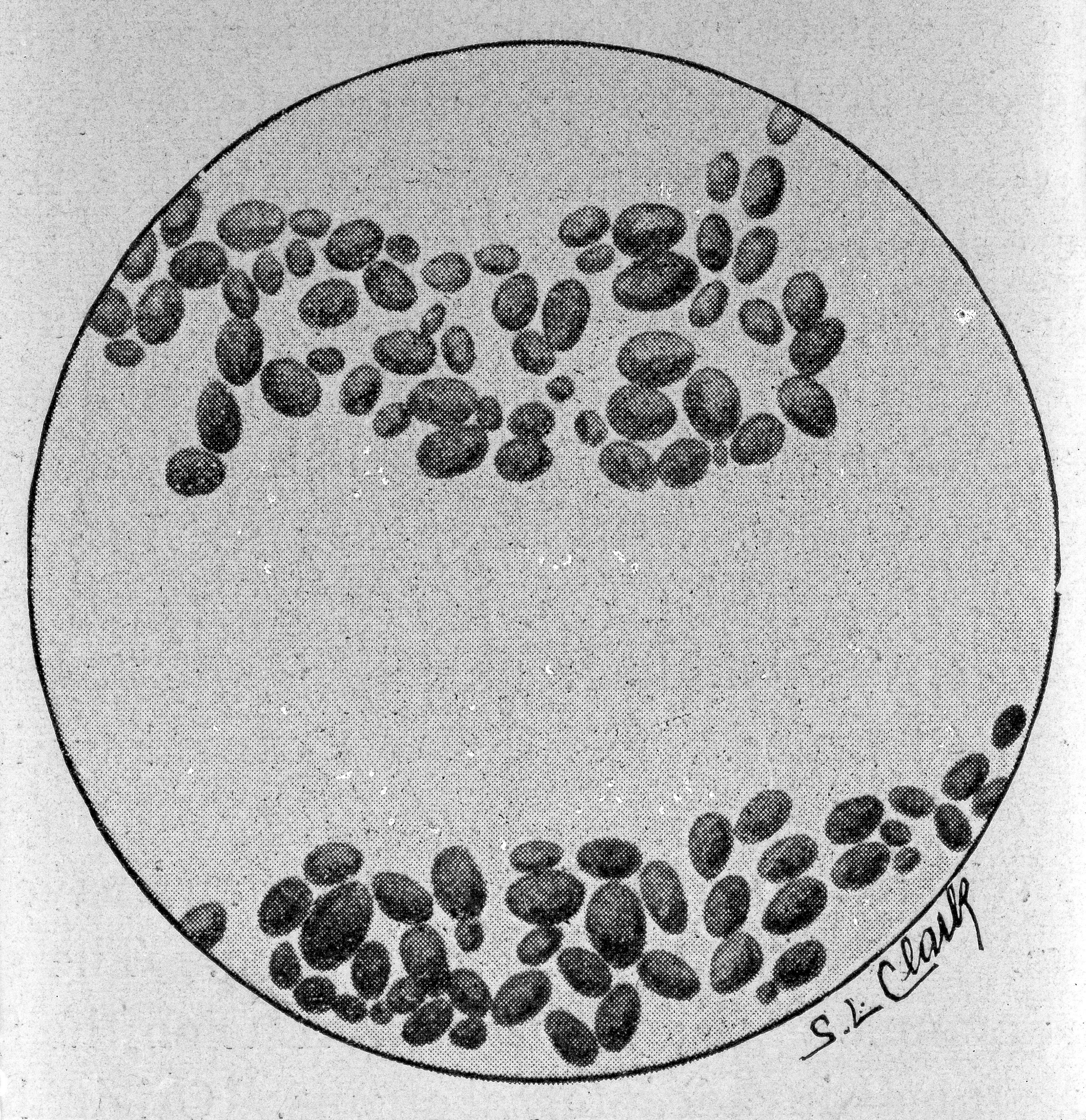 Detail Gambar Saccharomyces Cerevisiae Nomer 57