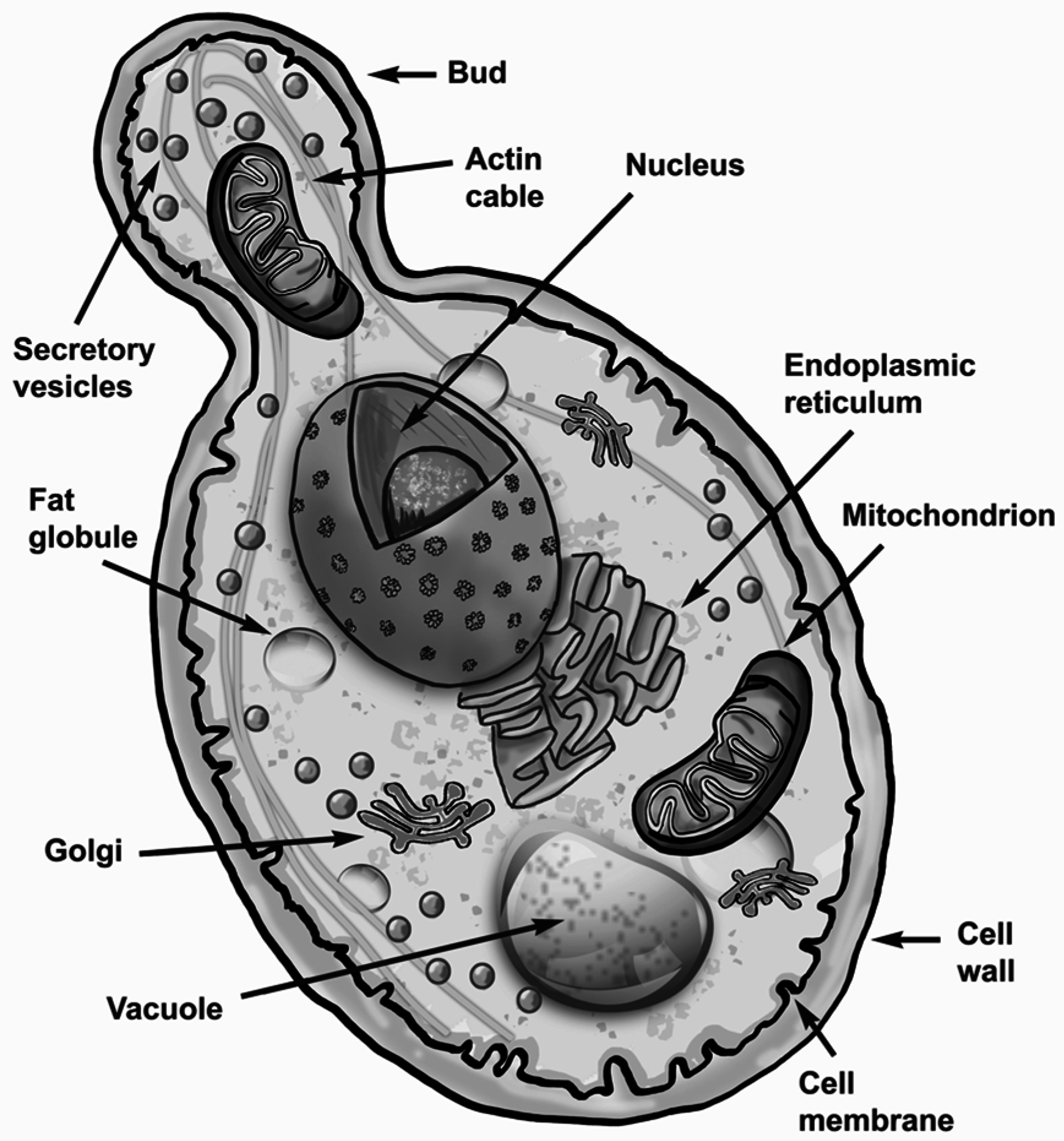 Detail Gambar Saccharomyces Cerevisiae Nomer 10