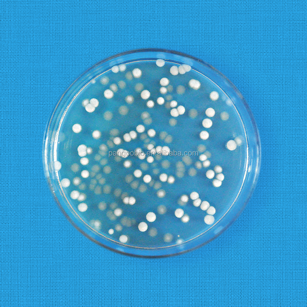 Detail Gambar Saccharomyces Serevisiae Pada Cawan Petri Nomer 13