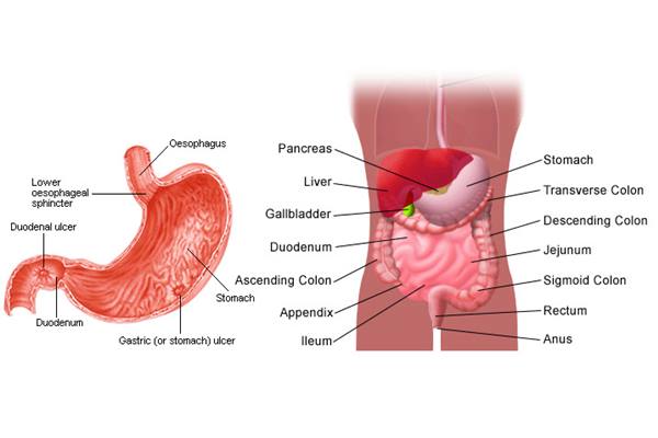 Detail Gambar Sakit Lambung Nomer 8