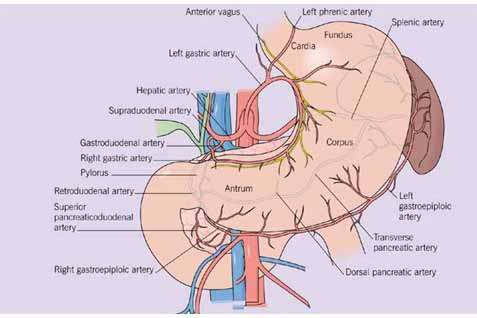 Detail Gambar Sakit Maag Kambuh Nomer 41