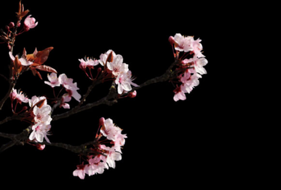 Detail Gambar Sakura Transparant Nomer 20