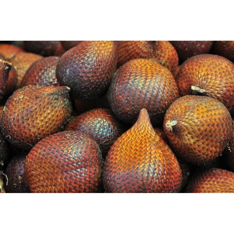 Detail Gambar Salak Buah Nomer 21