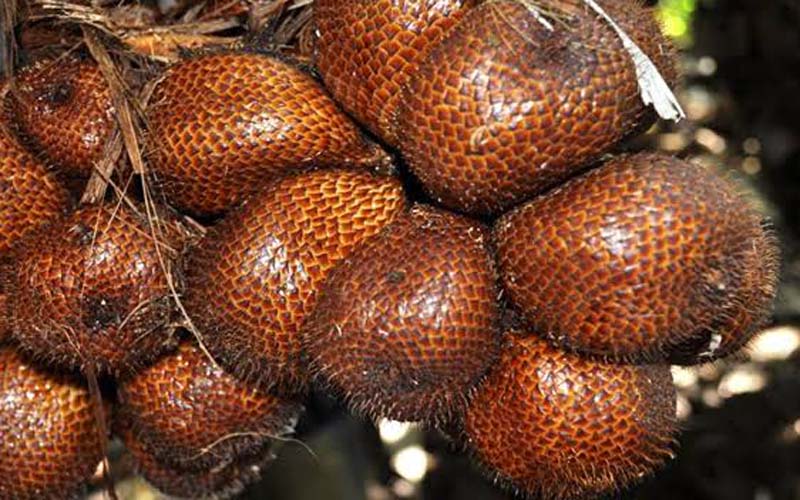 Detail Gambar Salak Buah Nomer 32