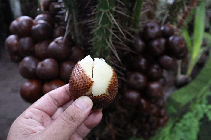 Detail Gambar Salak Buah Nomer 46