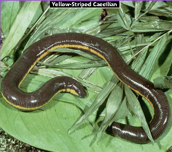 Detail Gambar Salamander Cacing Nomer 11