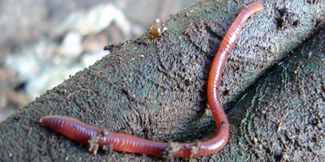 Detail Gambar Salamander Cacing Nomer 12