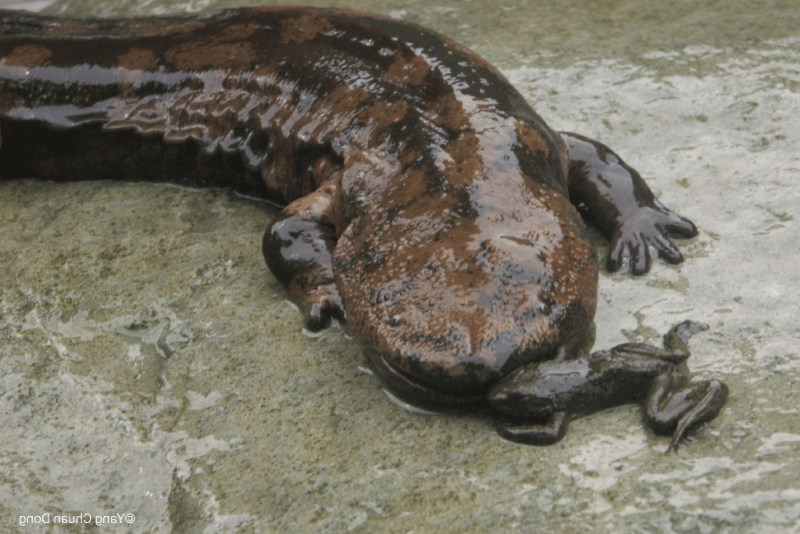 Detail Gambar Salamander Cacing Nomer 29
