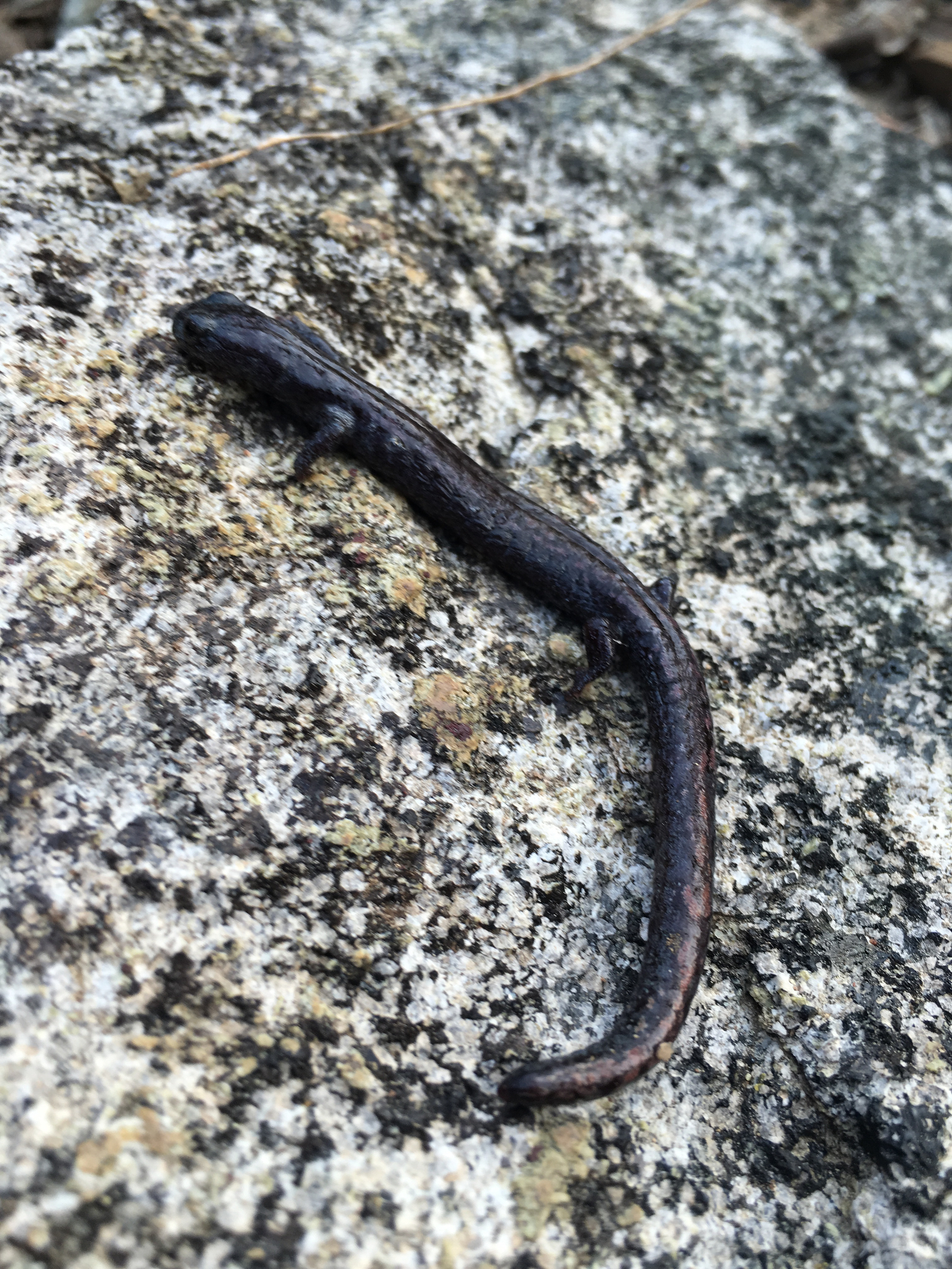 Detail Gambar Salamander Cacing Nomer 35