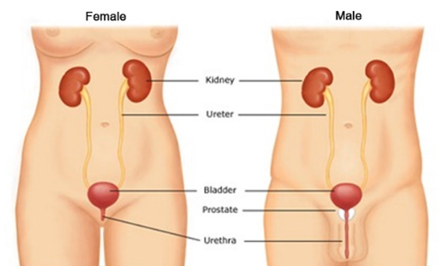 Detail Gambar Saluran Kemih Nomer 10