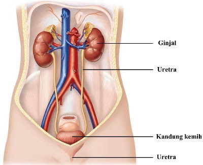 Detail Gambar Saluran Kemih Pria Nomer 33