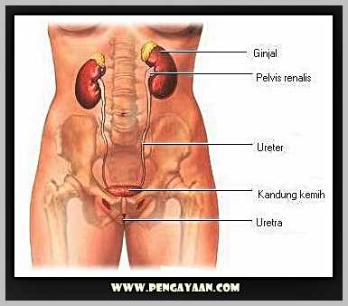 Detail Gambar Saluran Kemih Pria Nomer 46