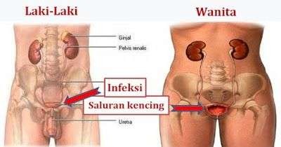 Detail Gambar Saluran Kemih Pria Nomer 9