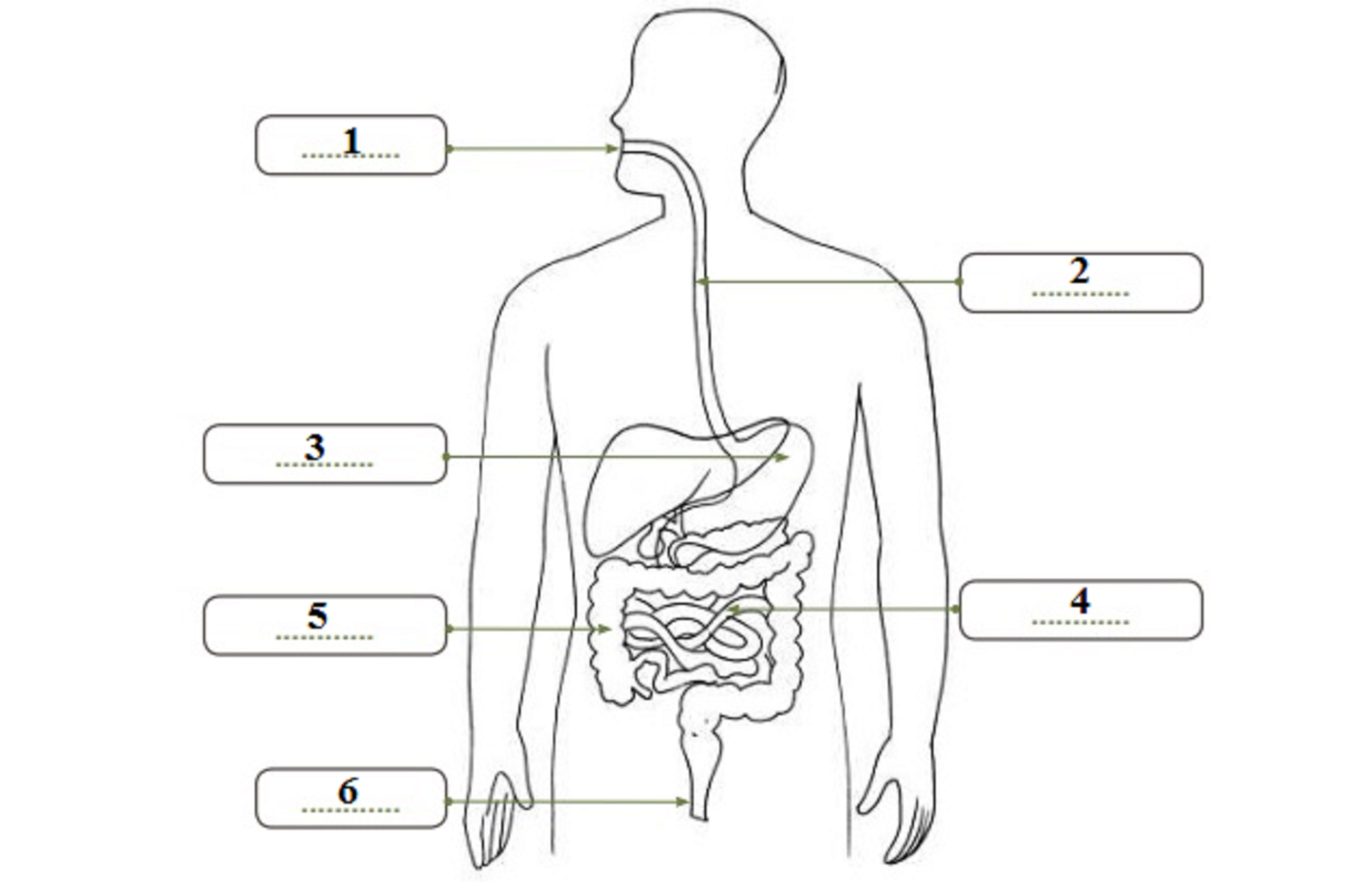 Detail Gambar Saluran Pencernaan Nomer 12