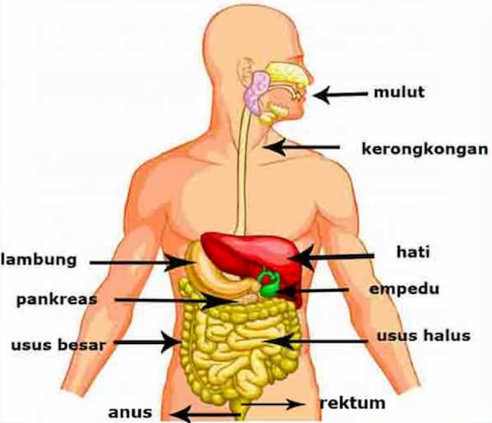 Detail Gambar Saluran Pencernaan Nomer 5