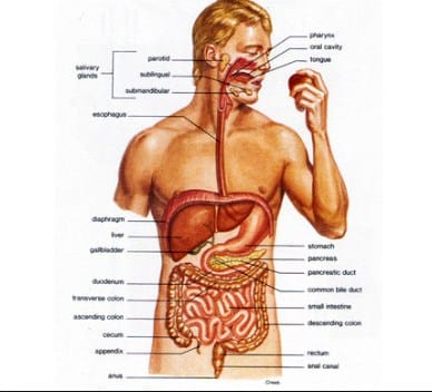 Detail Gambar Saluran Pencernaan Nomer 41