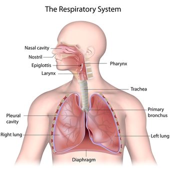 Detail Gambar Saluran Pernafasan Nomer 3