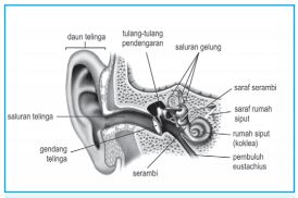 Detail Gambar Saluran Telinga Nomer 21