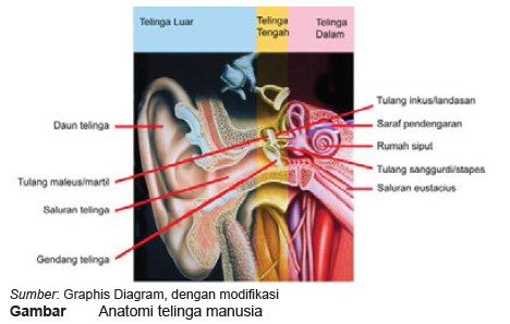 Detail Gambar Saluran Telinga Nomer 24