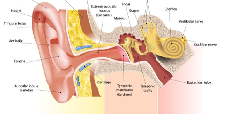 Detail Gambar Saluran Telinga Nomer 5