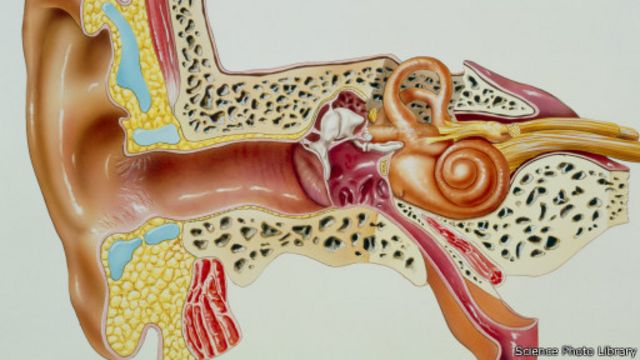 Detail Gambar Saluran Telinga Nomer 43