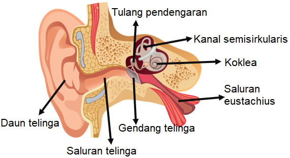 Detail Gambar Saluran Telinga Nomer 51