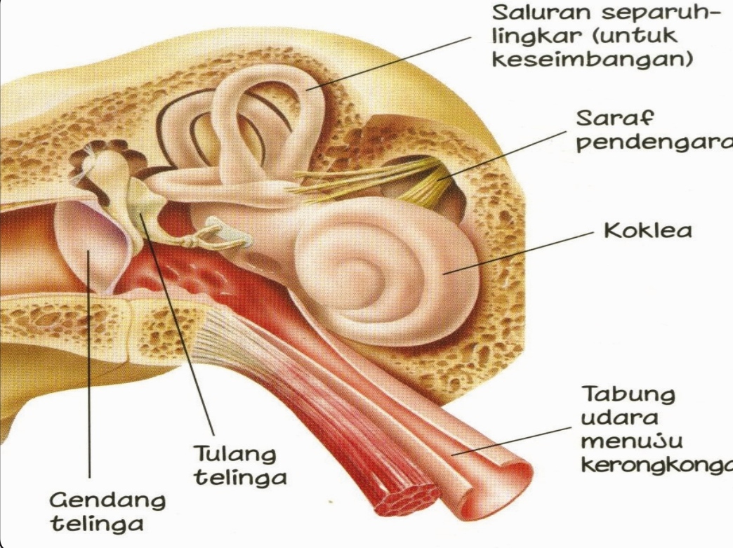 Detail Gambar Saluran Telinga Nomer 54