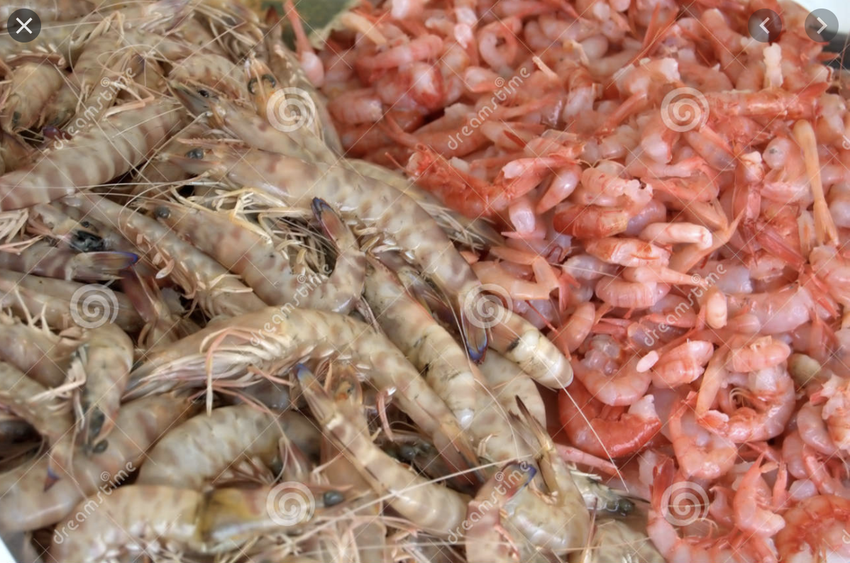 Detail Gambar Same As Shrimp Nomer 16