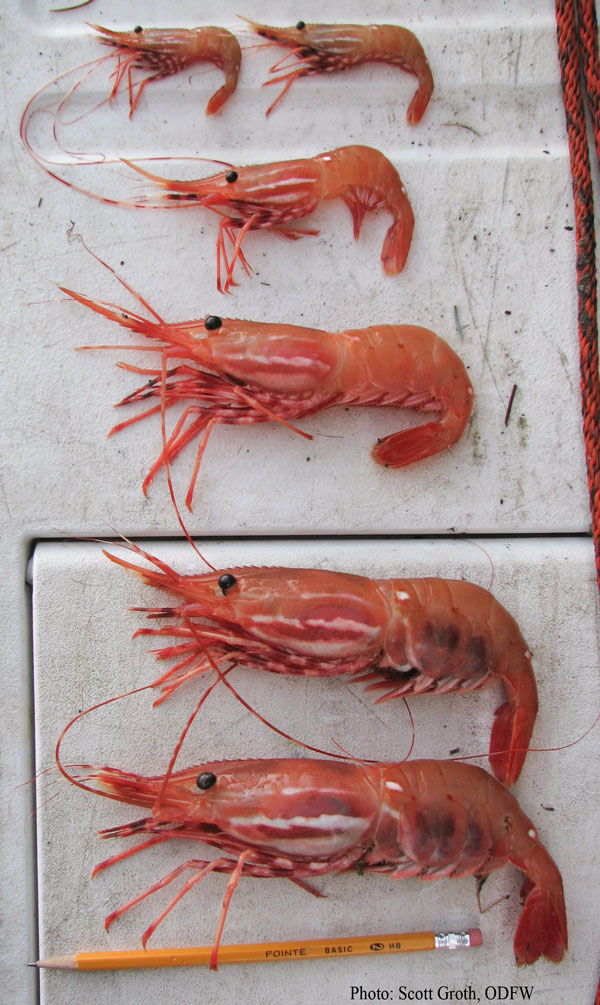 Detail Gambar Same As Shrimp Nomer 19