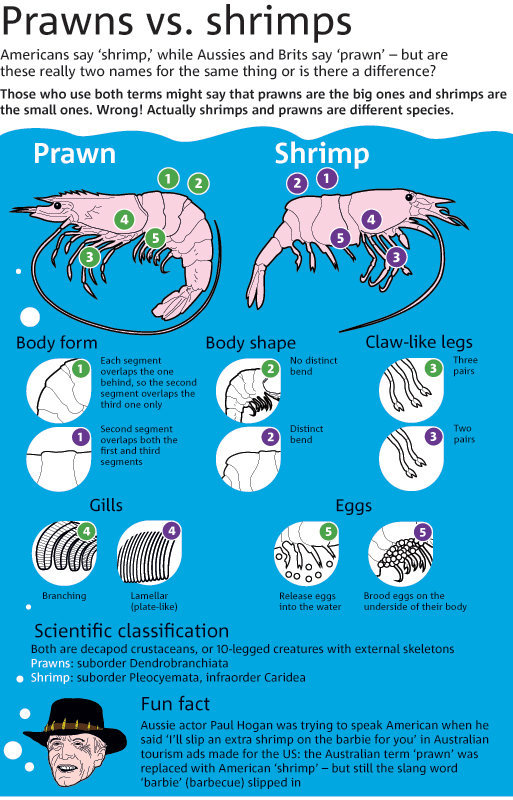 Detail Gambar Same As Shrimp Nomer 9