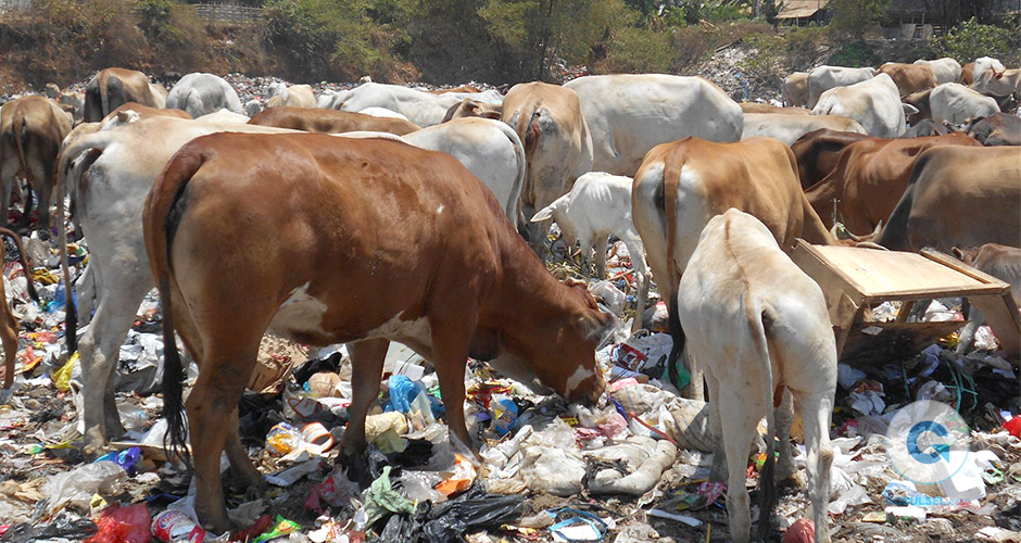 Detail Gambar Sampah Di Sungai Sadang Nomer 28