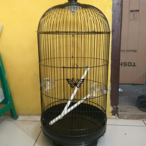 Detail Gambar Sangkar Burung Lovebird Nomer 35