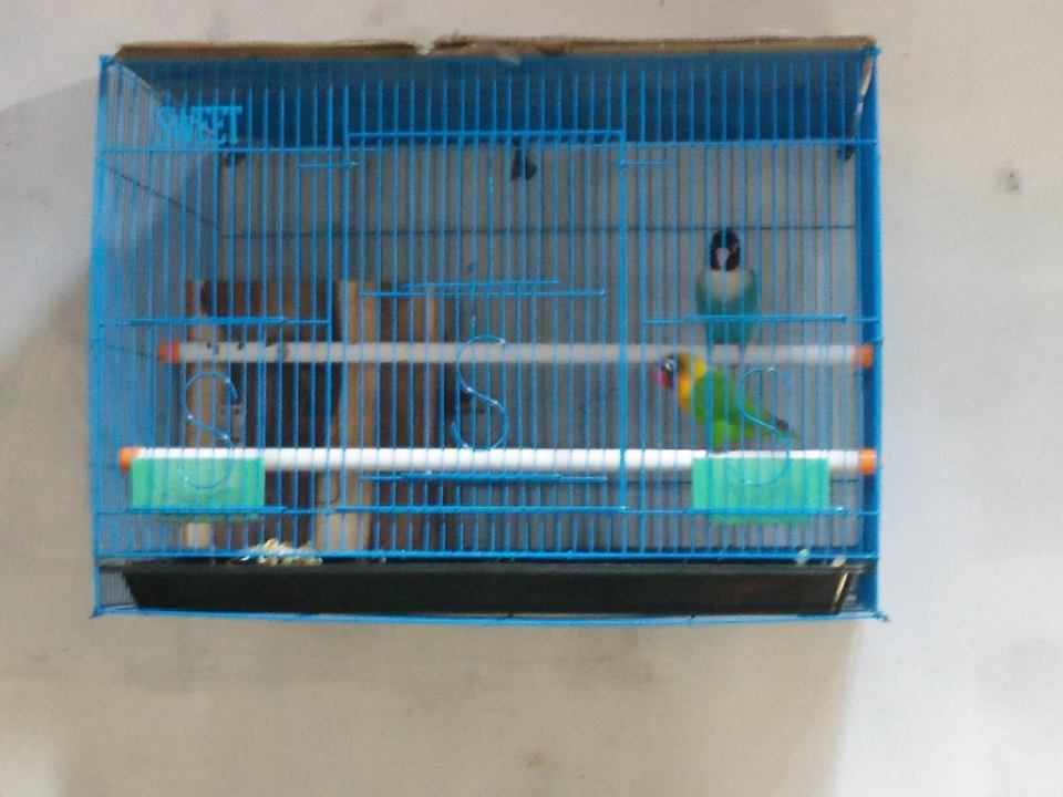 Detail Gambar Sangkar Burung Lovebird Ternak Nomer 10