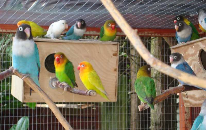 Detail Gambar Sangkar Burung Lovebird Ternak Nomer 23