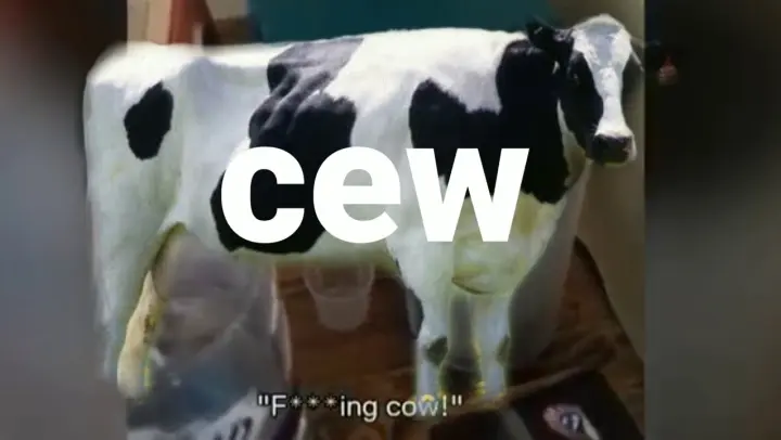 Detail Gambar Sapi Amz Nomer 52