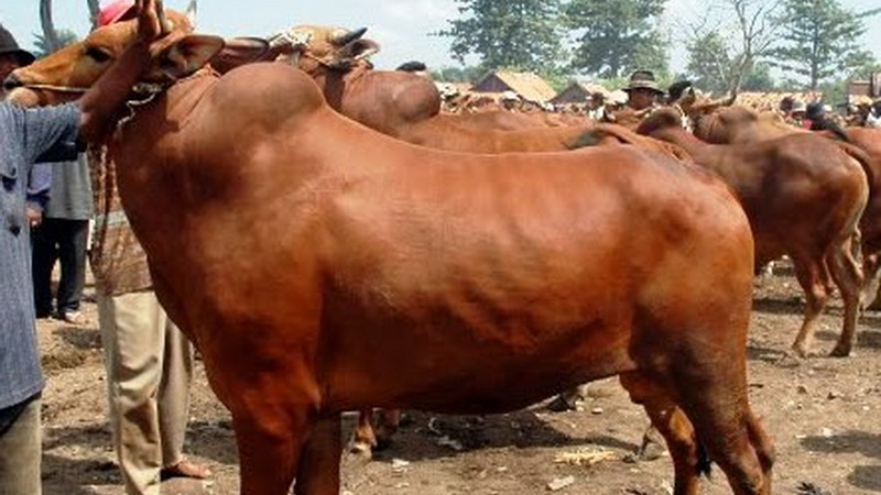 Detail Gambar Sapi Ayrshire Nomer 53