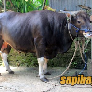 Detail Gambar Sapi Bali Nomer 14